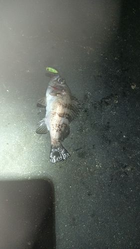 シロメバルの釣果