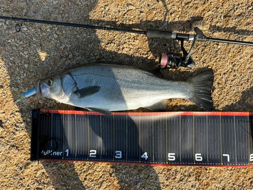 ヒラスズキの釣果