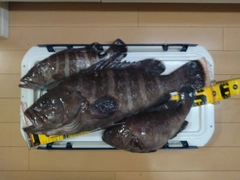 マハタの釣果