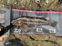 アイナメの釣果