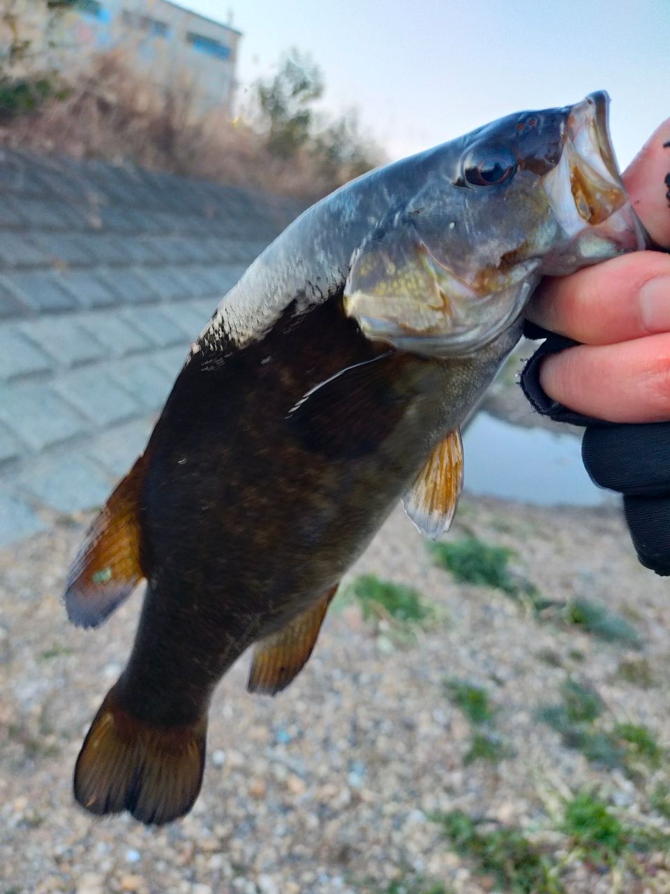 スモールマウスバス