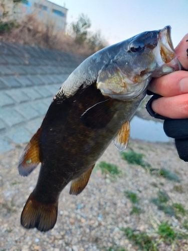 スモールマウスバスの釣果