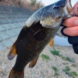 スモールマウスバス