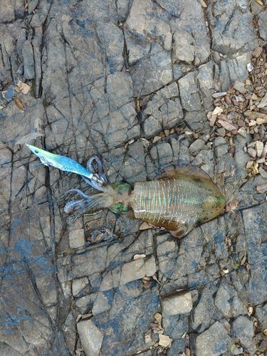 アオリイカの釣果