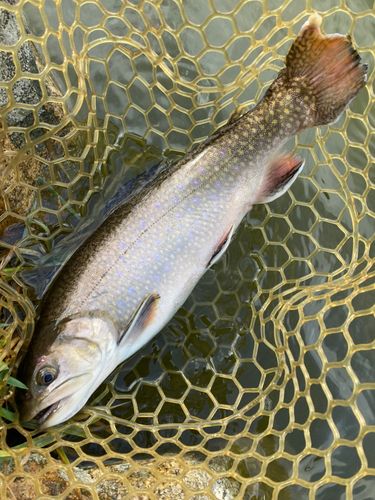 ブルックトラウトの釣果