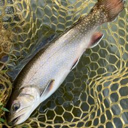 ブルックトラウト