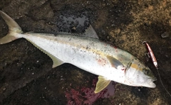 ヒラマサの釣果