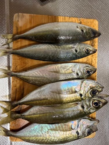 アジの釣果
