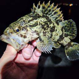 タケノコメバル