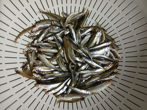 ワカサギの釣果