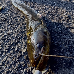 ナマズの釣果