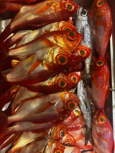 キンメダイの釣果