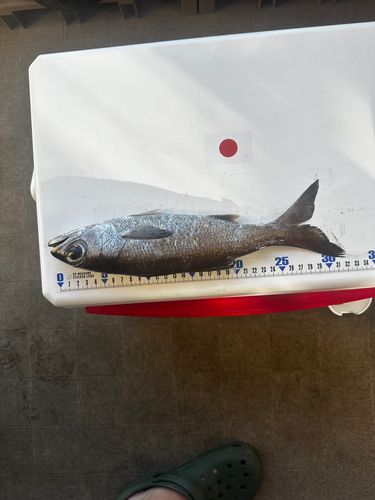 クロムツの釣果