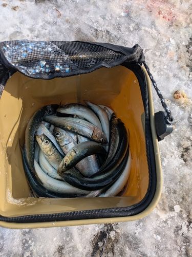 マイワシの釣果