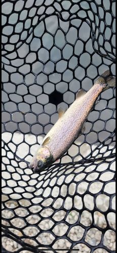 ニジマスの釣果