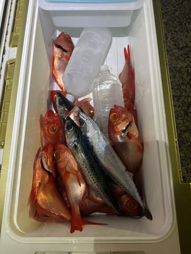 キンメダイの釣果