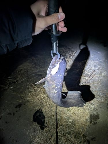 ニホンナマズの釣果