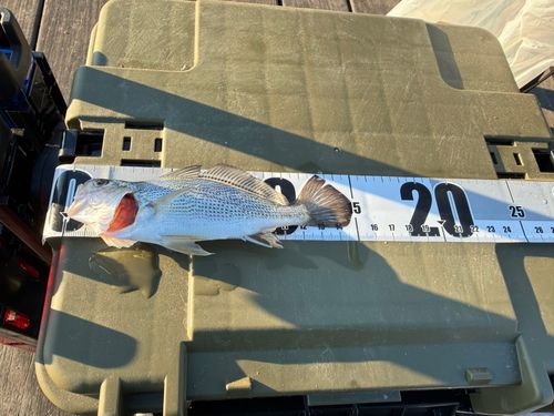 イシモチの釣果