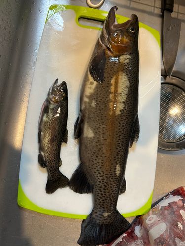 ニジマスの釣果