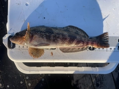 アイナメの釣果