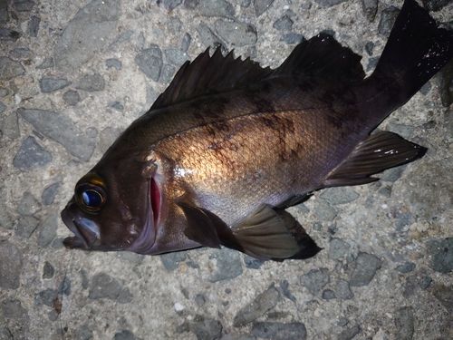 メバルの釣果