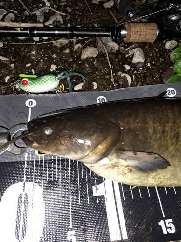 ナマズの釣果