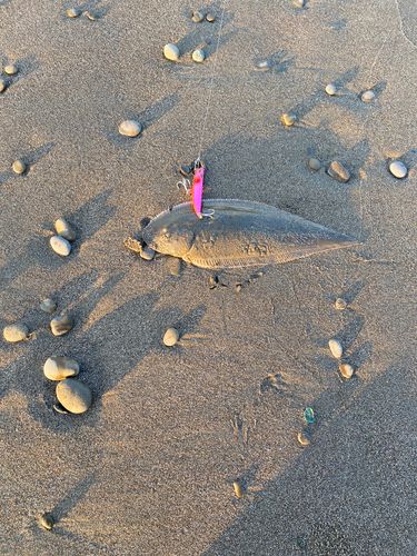 シタビラメの釣果