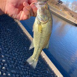 ラージマウスバス