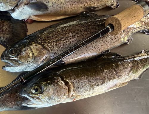 ベリーパーク in FISH ON! 王禅寺