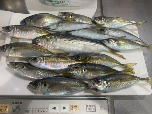アジの釣果