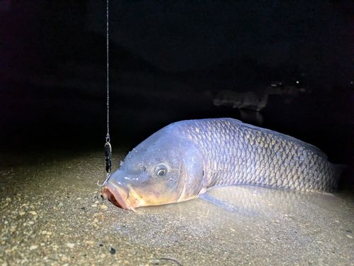 コイの釣果