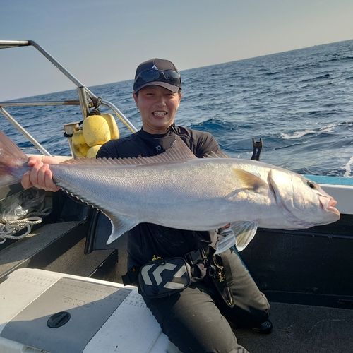 カンパチの釣果