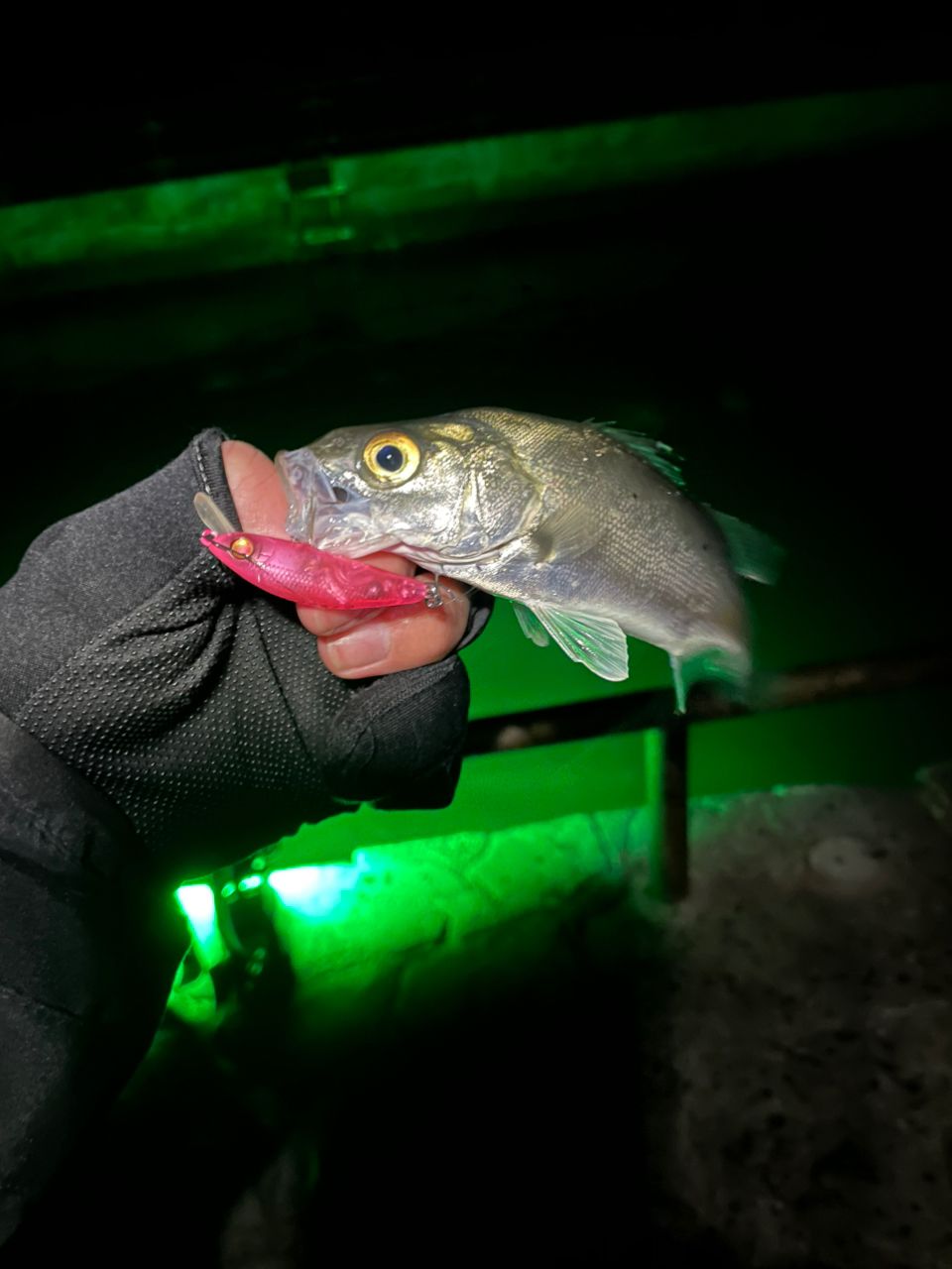 セイゴ（マルスズキ）