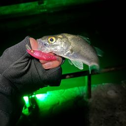 セイゴ（マルスズキ）