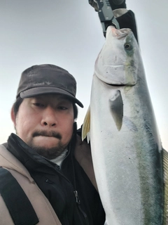 ハマチの釣果