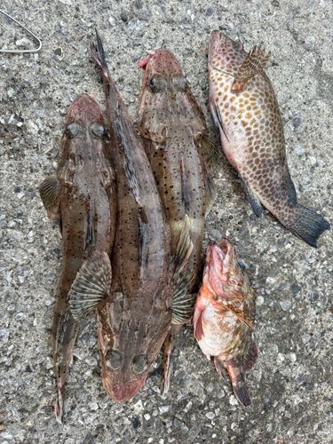 ワニゴチの釣果