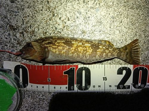 アイナメの釣果