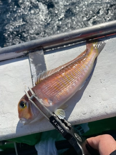 アカアマダイの釣果
