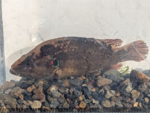 オヤニラミの釣果