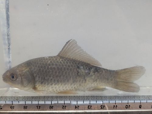 キンブナの釣果