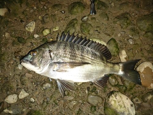 クロダイの釣果