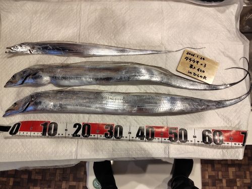 タチウオの釣果