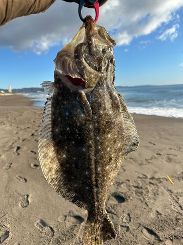 ヒラメの釣果