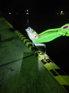 マアジの釣果