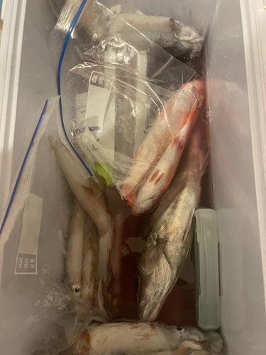 ヤリイカの釣果