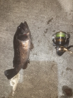 クロソイの釣果