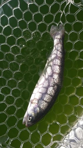 ニジマスの釣果