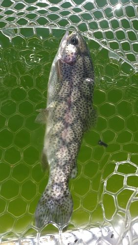 ニジマスの釣果