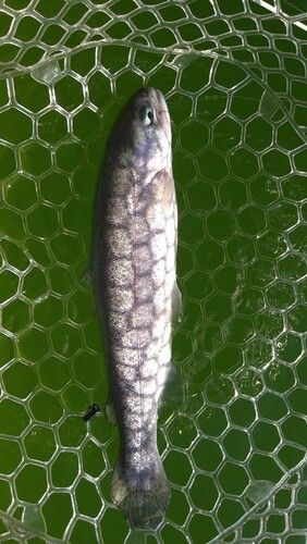 ニジマスの釣果