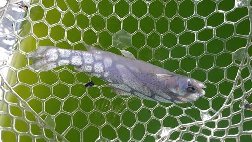 ニジマスの釣果